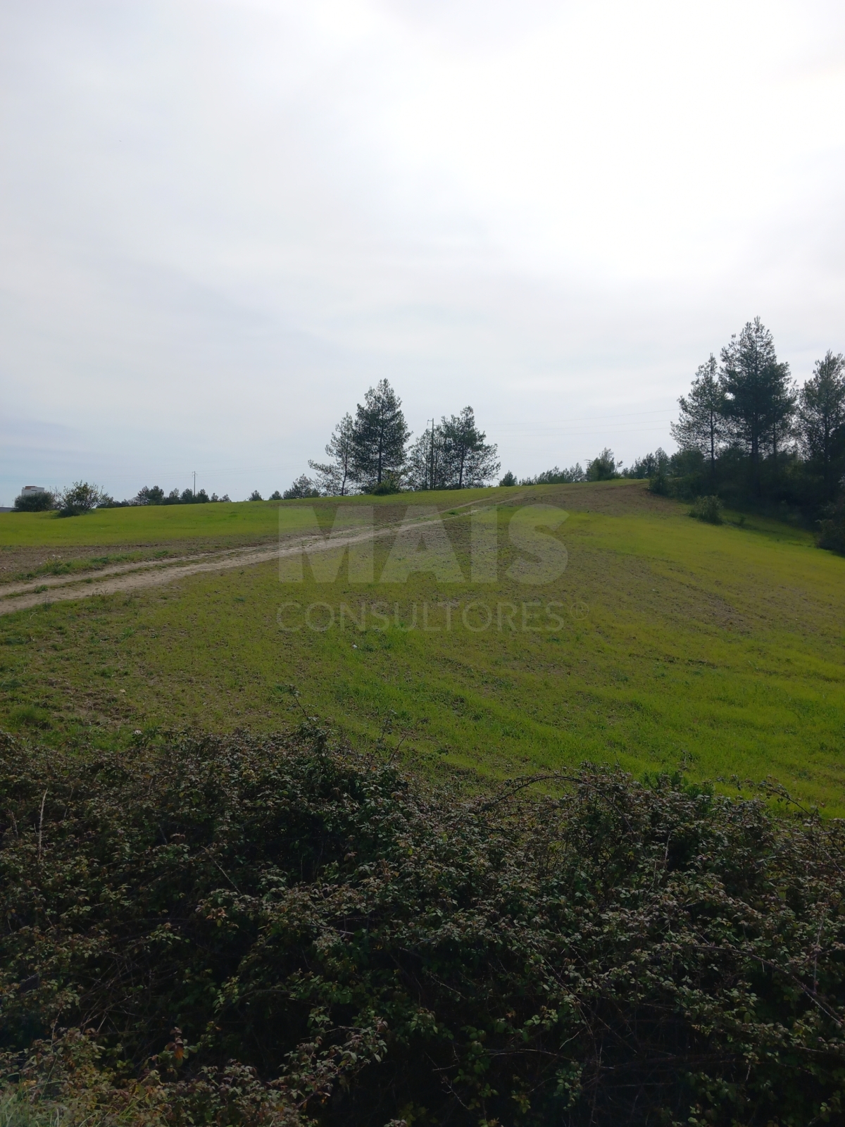 Rustic land 20.54 hectares in Olaia - Torres Novas